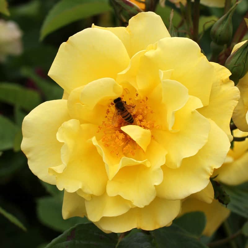 BR Rose_Golden-Gate – Black Mountain Nursery