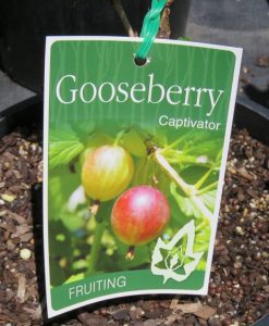 Bareroot Berries Gooseberry Captivator