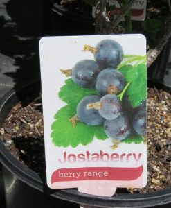Bareroot Berries Jostaberry