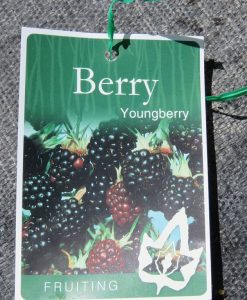 Bareroot Berries Youngberry