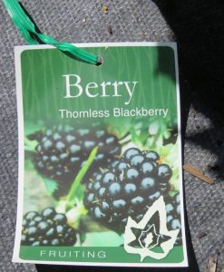 Bareroot Berries Blackberry Thornless