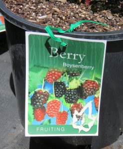 Bareroot Berries Boysenberry
