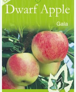 Bareroot Apple Dwarf Gala