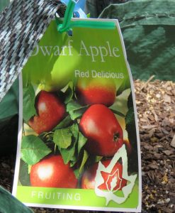 Bareroot Apple Dwarf Red Delicious