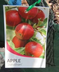 Bareroot Apple Jonathan