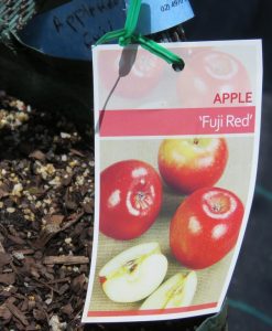 Bareroot Apple Red Fuji