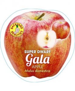 Bareroot Apple Super Dwarf Gala