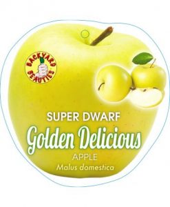 Bareroot Apple Super Dwarf Golden Delicious