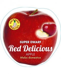 Bareroot Apple Super Dwarf Red Delicious