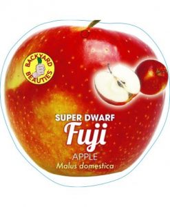 Bareroot Apple Super Dwarf Red Fuji