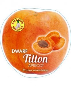 Bareroot Apricot Dwarf Tilton