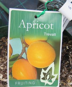 Bareroot Apricot Trevatt