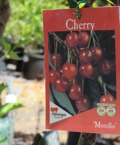 Bareroot Cherry Morello