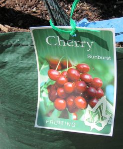 Bareroot Cherry Sunburst