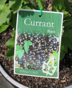 Bareroot Currant Black