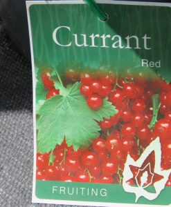 Bareroot Currant Red