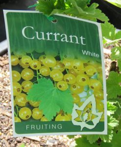 Bareroot Currant White