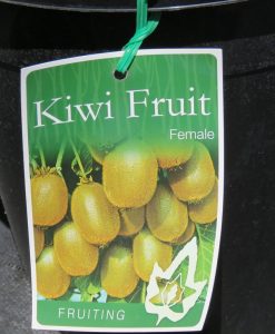 Bareroot Kiwi Fruit Haywood Female