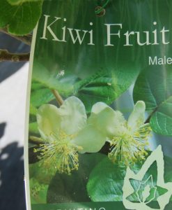 Bareroot Kiwi Fruit Male