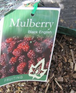 Bareroot Mulberry Black English