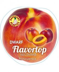 Bareroot Nectarine Dwarf Flavour Top