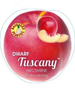 Bareroot Nectarine Dwarf Tuscany