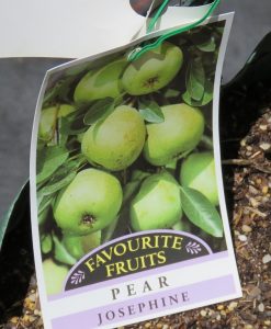Bareroot Pear Josephine