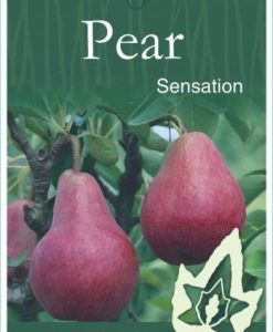 Bareroot Pear Sensation
