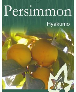 Bareroot Persimmon Hyakumo