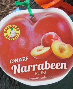 Bareroot Plum Dwarf Narrabeen