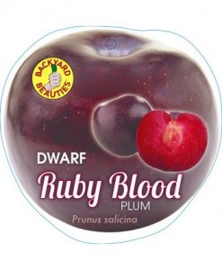 Bareroot Plum Dwarf Ruby Blood