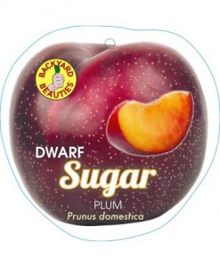 Bareroot Plum Dwarf Sugar Plum