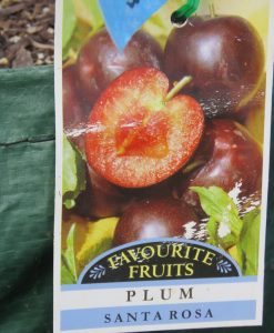 Bareroot Plum Santa Rosa