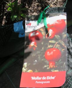 Bareroot Pomegranate Mollar de Elche
