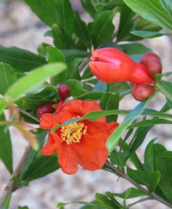 Bareroot Pomegranate Wonderful