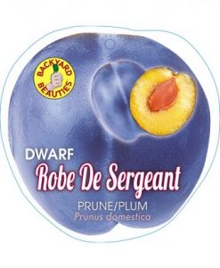 Bareroot Prune Plum Dwarf Robe de Sergent