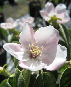 Bareroot Quince Smyrna