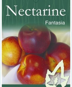 Bareroot Nectarine Fantasia