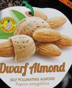 Bareroot Nut Almond Dwarf