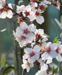 Bareroot Nut Almond Self Pollinating