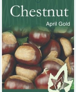 Bareroot Nut Chestnut April Gold