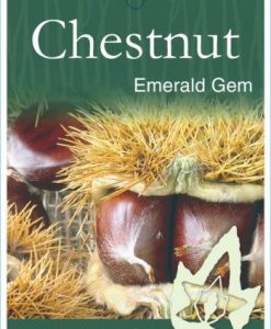 Bareroot Nut Chestnut Emerald Gem