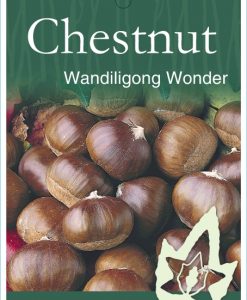 Bareroot Nut Chestnut Wandillagong Wonder