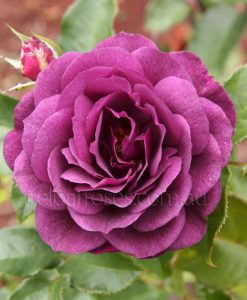 Bareroot Rose Ebb Tide FL STD 90cm