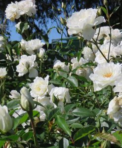 Bareroot Rose Iceberg FL STD 90cm