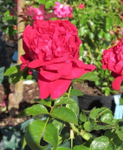 Bareroot Rose Red Pierre CL