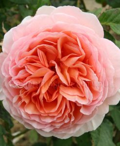 Bareroot Rose Abraham Darby DA STD 90cm