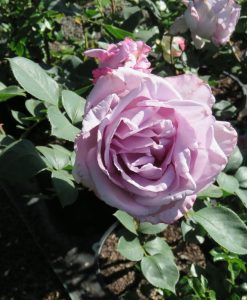 Bareroot Rose Blue Moon HT STD 90cm