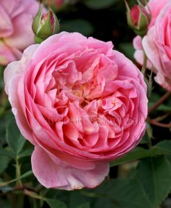 Bareroot Rose Boscobel DA STD 90cm