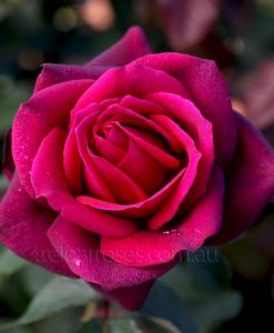 Bareroot Rose Dark Desire HT STD 90cm